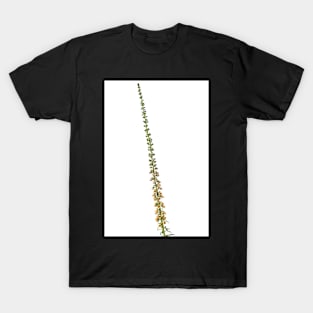 Digitalis ferruginea  AGM  Rusty foxglove T-Shirt